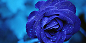 blue food rose