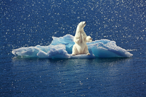 art stock charts nature iceberg polar bear