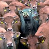 bullish-bull-cattle-stampede-art-satire-comedy-humor