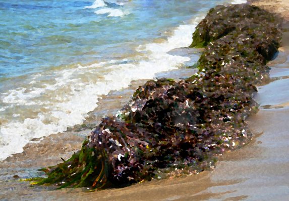 sea-drowned-fable-fiction-seaweed